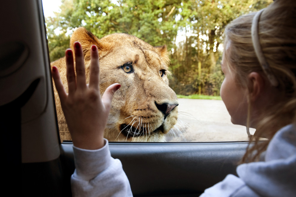 A lion looking at girl through window.