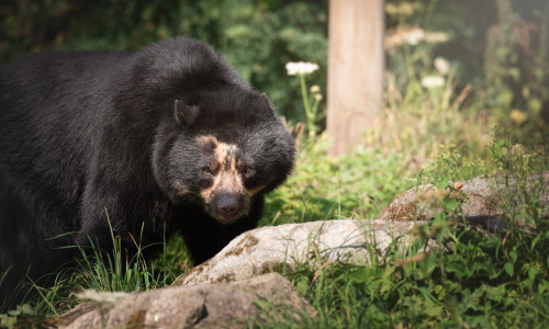 Welcoming our new Andean Bears