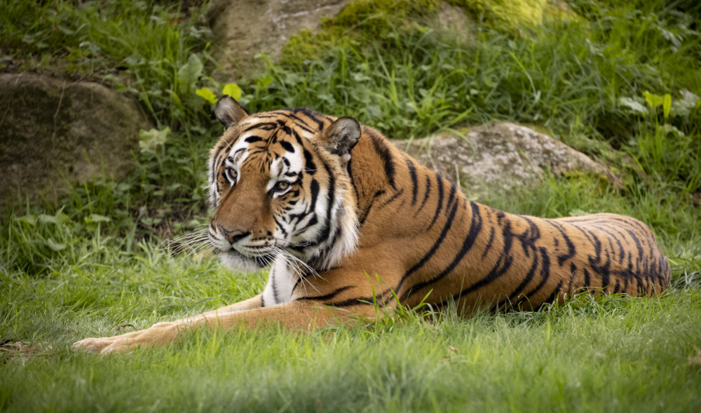 Two tigers resting in the grass