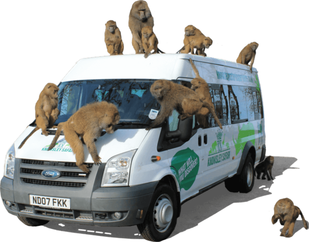 Baboons sitting on top of van