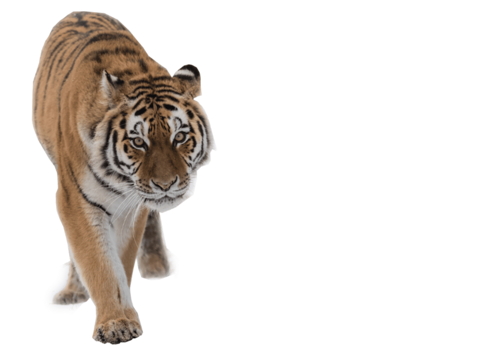 Tiger Knowsley Safari