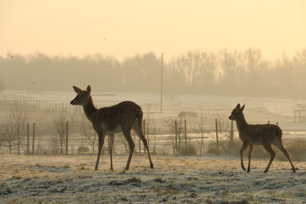 Two antelope on a cold winter day