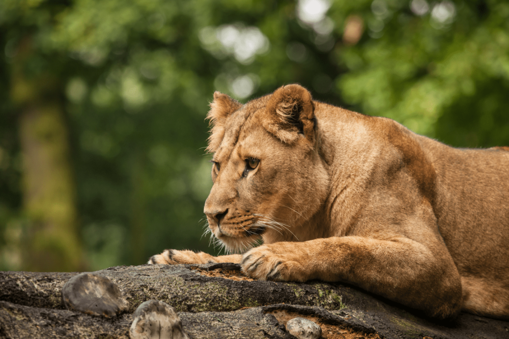 Lion resting on tree