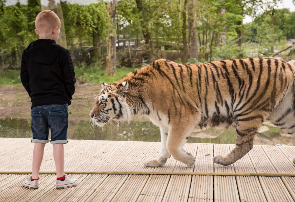 Tiger walking past young boy