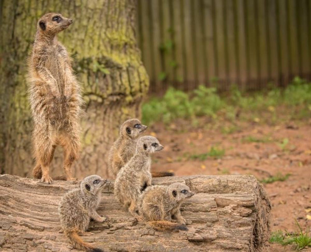 A meerkat mob on a log