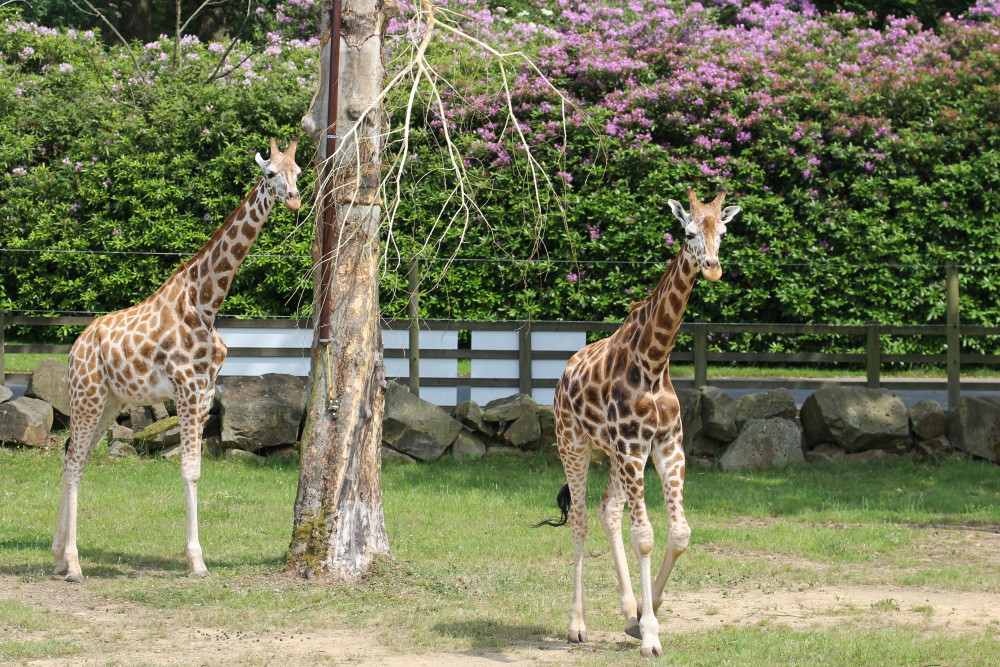 Baby giraffe running at Knowsley Safari