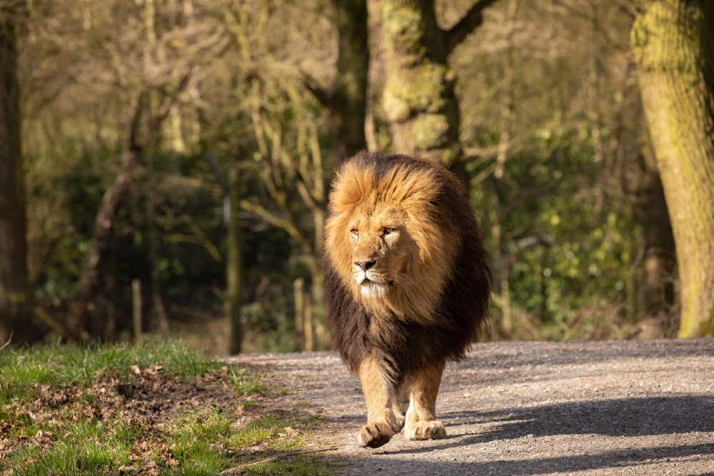 Lion walking down Knowsley Safari road