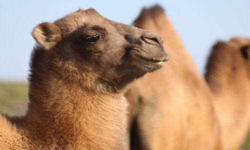 Knowsley Safari supports Critically Endangered camels