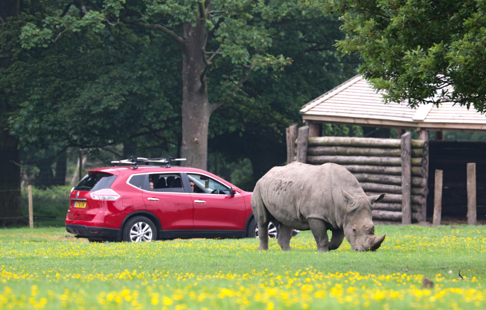 A rhino next to a car.