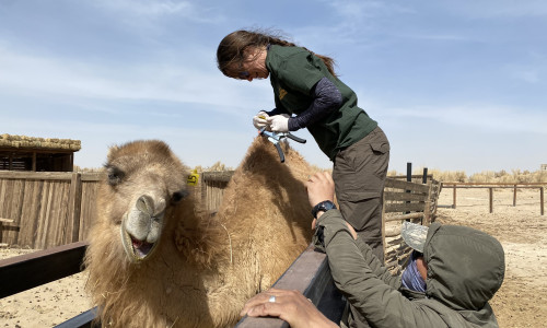 Caring for Critically Endangered Camels